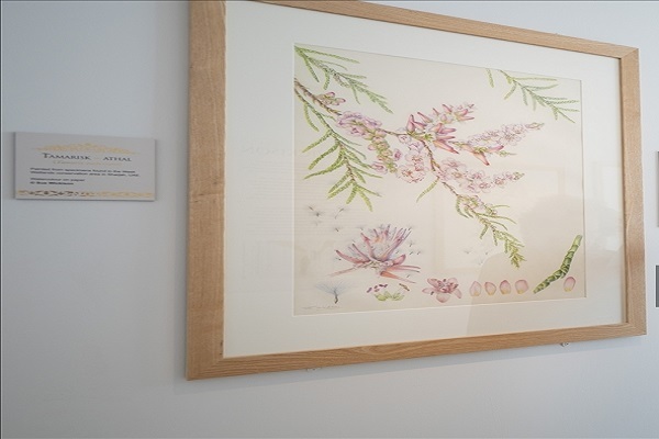 نمایشگاه نقاشی هنرمند نیوزلندی از گیاهان و میوههای قرآنی+عکس نمایشگاه نقاشی هنرمند نیوزلندی از گیاهان و میوههای قرآنی+عکس