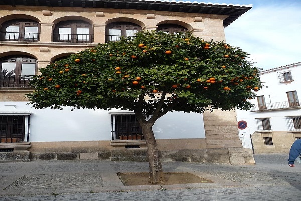 معماری کوردوبا؛ یادگار دوران باشکوه اسلامی در اسپانیا