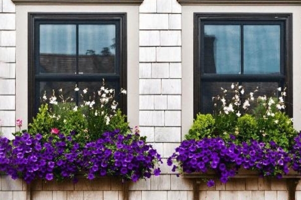 رسم همسایگی