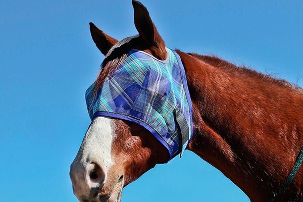 «تَنَقّبَت» در زیارت عاشورا به چه معناست