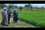 فیلم | نشا برنج در اراضی شالیزاری وقفی مازندران
