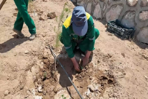 گیاهان دارویی در بوستان‌های یزد کاشت می‌شوند