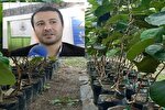 تولید ۵ هزار نهال کیوی توسرخ در موقوفات تنکابن