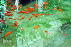 جلسه قرآن مجید خدایاری