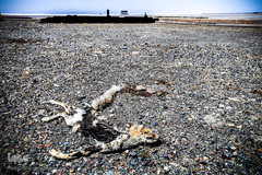 خشکسالی در بندر شرفخانه 