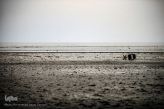 خشکسالی در بندر شرفخانه 