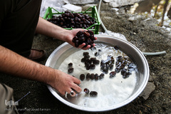 سه شنبه های مهدوی 