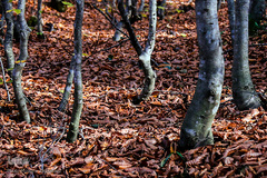 جنگل راش سواد کوه 