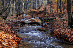 جنگل راش سواد کوه 