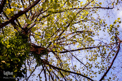 جنگل راش سواد کوه 