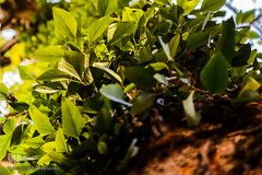 جنگل راش سواد کوه 