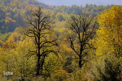 جنگل راش سواد کوه 