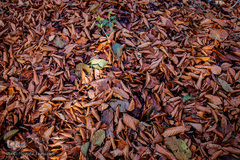 جنگل راش سواد کوه 