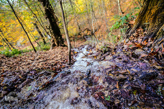 رود تجن در جنگل راش سواد کوه 