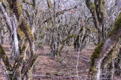 جنگل الیمستان