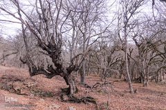 جنگل الیمستان