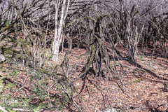 جنگل الیمستان