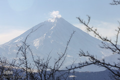 جنگل الیمستان