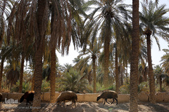 تالابی بدون آب