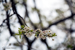 بهار، جلوه گاه پروردگار
