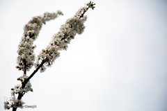 بهار، جلوه گاه پروردگار