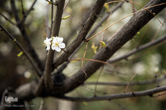 بهار، جلوه گاه پروردگار