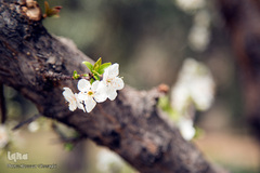 بهار، جلوه گاه پروردگار