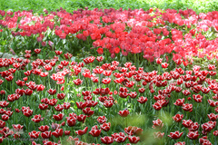 رویش در باغ ایرانی