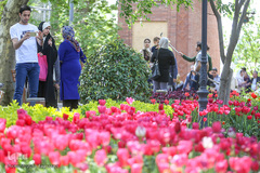 رویش در باغ ایرانی