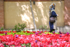 رویش در باغ ایرانی