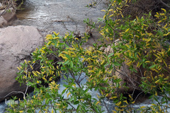 طبیعت بهاری بستان آباد