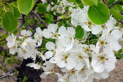 طبیعت بهاری بستان آباد