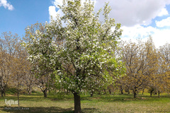 طبیعت بهاری بستان آباد