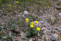 طبیعت بهاری بستان آباد
