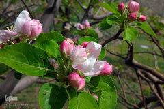 طبیعت بهاری بستان آباد