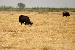 برداشت گندم در خوزستان
