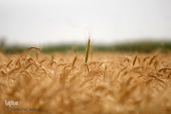 برداشت گندم در خوزستان