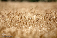 برداشت گندم در خوزستان