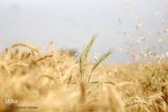 برداشت گندم در خوزستان