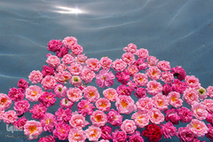 برداشت گل محمدی در بیرجند