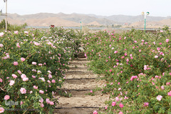 برداشت گل محمدی در بیرجند