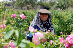 برداشت گل محمدی در بیرجند