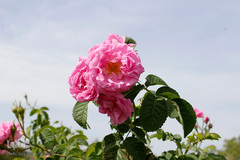 برداشت گل محمدی در بیرجند