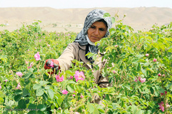 برداشت گل محمدی در بیرجند