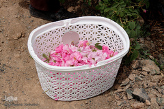 برداشت گل محمدی در بیرجند