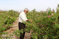 برداشت گل محمدی در بیرجند