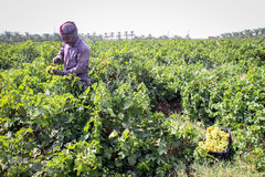 برداشت انگور در خوزستان