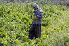 برداشت انگور در خوزستان