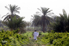 برداشت انگور در خوزستان