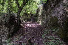 جنگل و رودخانه پلنگ دره